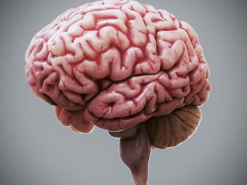 Human Brain Anatomy 3D Model