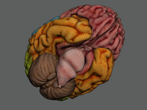 Human Brain Anatomy 3D Model