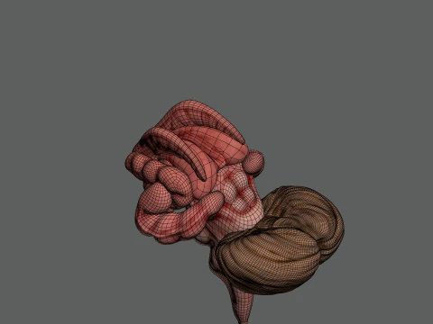Human Brain Anatomy 3D Model
