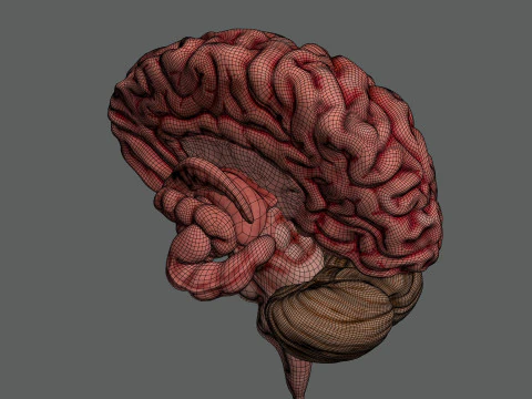 Human Brain Anatomy 3D Model