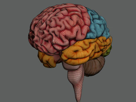 Human Brain Anatomy 3D Model