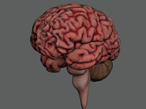 Human Brain Anatomy 3D Model