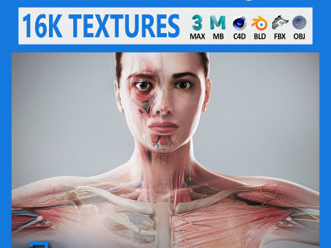 Human Female Complete Anatomy 3D 模型