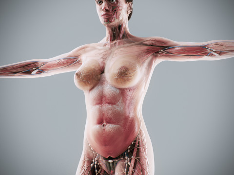 Human Female Complete Anatomy 3D Модель