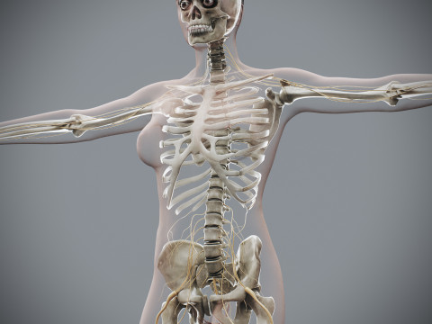 Human Female Complete Anatomy 3D Модель