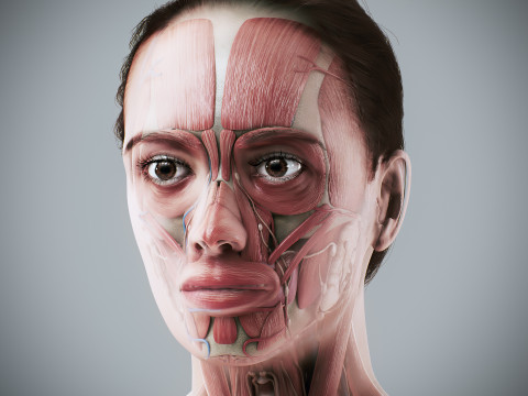 Human Female Complete Anatomy 3D Модель
