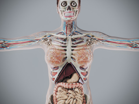 Human Female Complete Anatomy 3D Модель