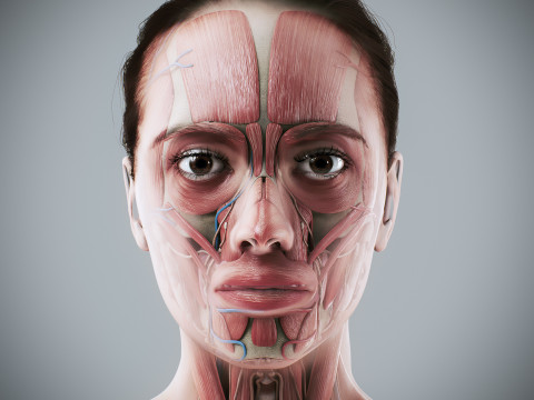 Human Female Complete Anatomy 3D Модель
