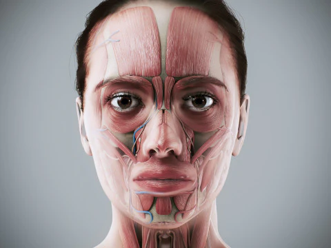Human Female Complete Anatomy 3D Model