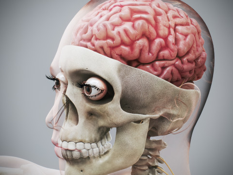 Human Female Complete Anatomy 3D Модель