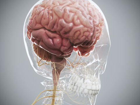 Human Female Complete Anatomy 3D Модель
