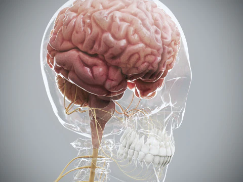 Human Female Complete Anatomy 3D Model