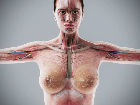 Human Female Complete Anatomy 3D Model