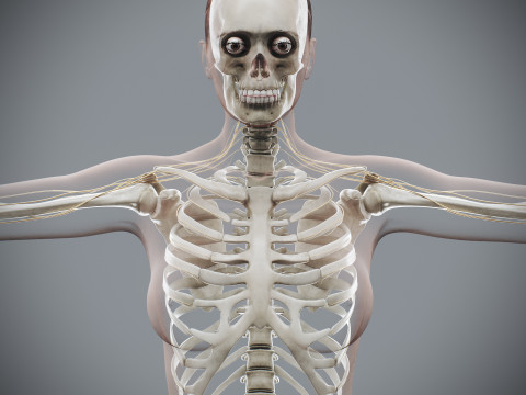 Human Female Complete Anatomy 3D Модель