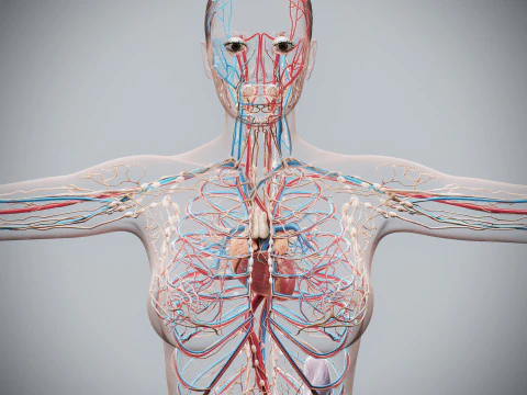 Human Female Complete Anatomy 3D Model