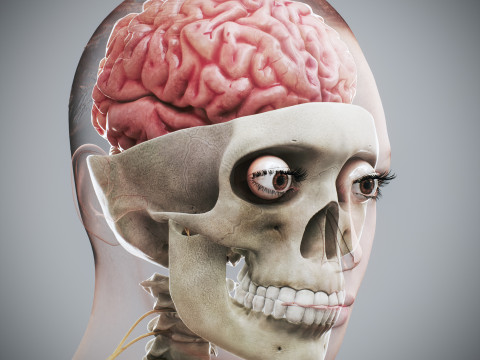 Human Female Complete Anatomy 3D Модель