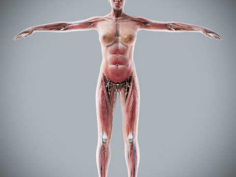 Human Female Complete Anatomy 3D Модель