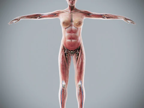 Human Female Complete Anatomy 3D Model