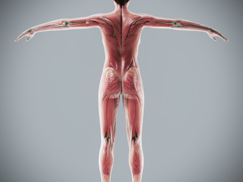 Human Female Complete Anatomy 3D Модель