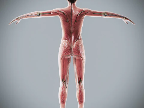Human Female Complete Anatomy 3D Model