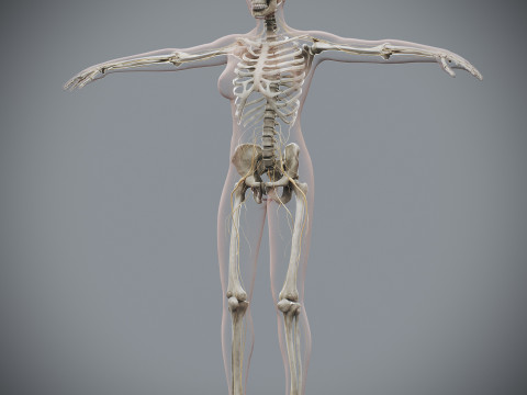 Human Female Complete Anatomy 3D Модель