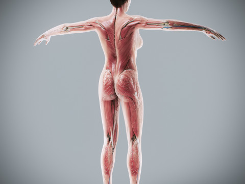 Human Female Complete Anatomy 3D Модель