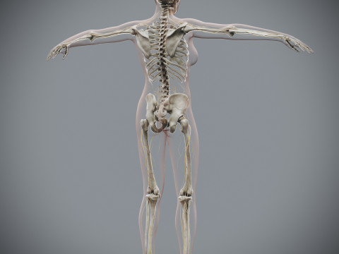 Human Female Complete Anatomy 3D Модель