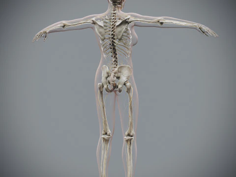 Human Female Complete Anatomy 3D Model