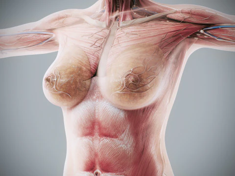 Human Female Complete Anatomy 3D Model