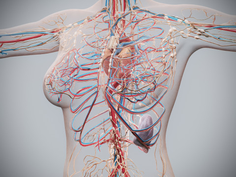 Human Female Complete Anatomy 3D Модель