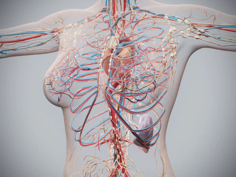 Human Female Complete Anatomy 3D Model