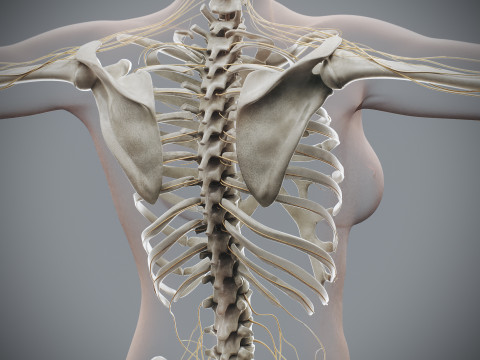 Human Female Complete Anatomy 3D Модель