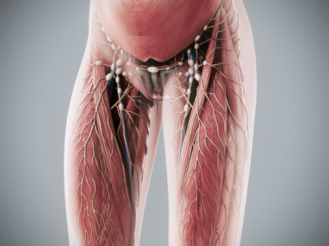 Human Female Complete Anatomy 3D Модель