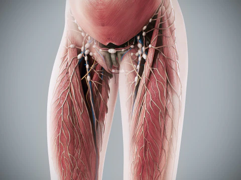 Human Female Complete Anatomy 3D Model