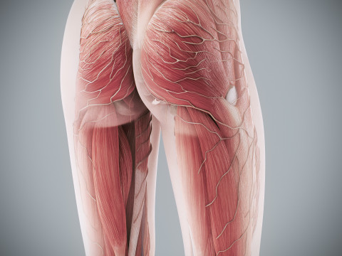 Human Female Complete Anatomy 3D Модель