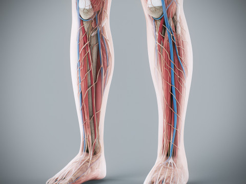 Human Female Complete Anatomy 3D Модель