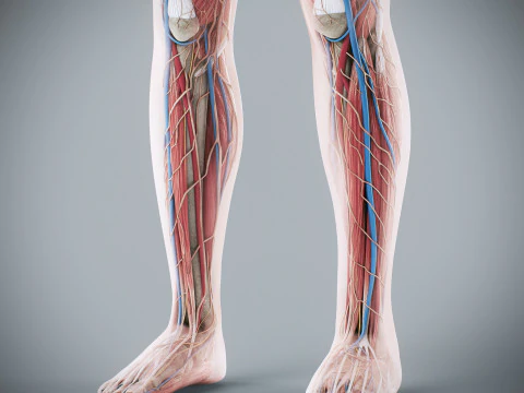 Human Female Complete Anatomy 3D Model