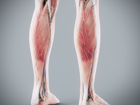 Human Female Complete Anatomy 3D Модель