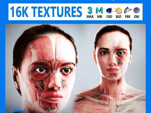 Human Female Complete Anatomy 3D Model