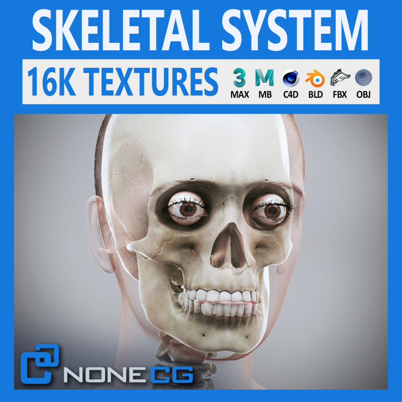 Human Female Skeletal Anatomy 3Dモデル .c4d .max .obj .3ds .fbx .stl .blend
