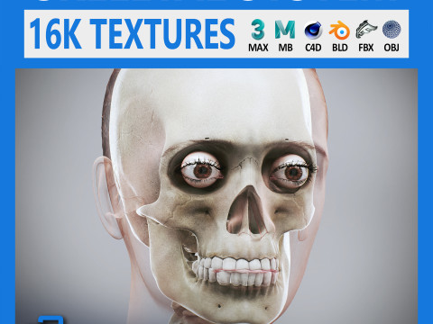 Human Female Skeletal Anatomy 3D Модель