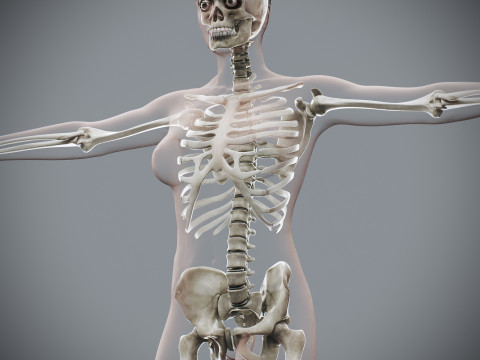 Human Female Skeletal Anatomy 3Dモデル