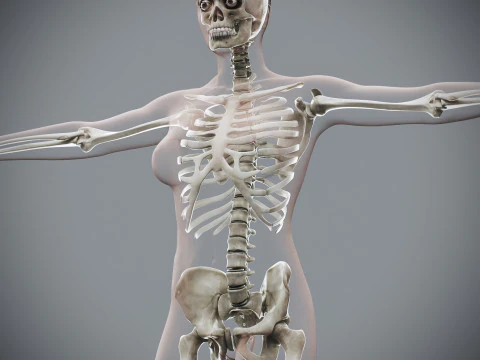 Anatomia Esquel&eacute;tica Feminina Humana Modelo 3D