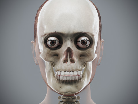 Human Female Skeletal Anatomy 3Dモデル