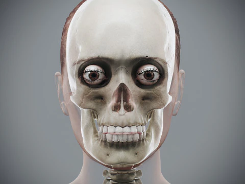 Anatomia Esquel&eacute;tica Feminina Humana Modelo 3D