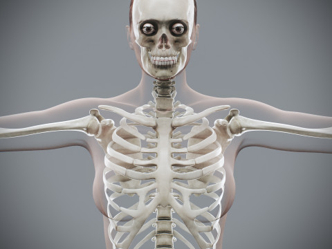 Human Female Skeletal Anatomy 3Dモデル