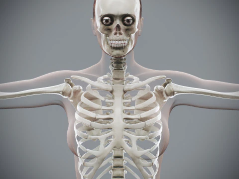 Anatomia Esquel&eacute;tica Feminina Humana Modelo 3D