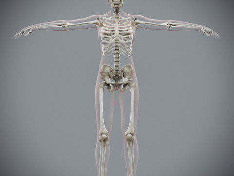 Human Female Skeletal Anatomy 3Dモデル