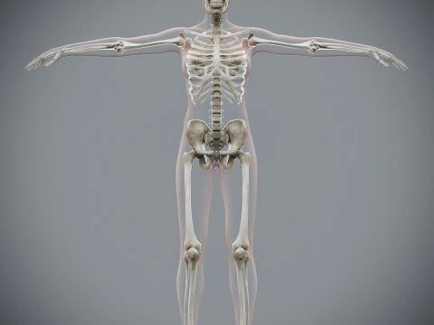 Anatomia Esquel&eacute;tica Feminina Humana Modelo 3D