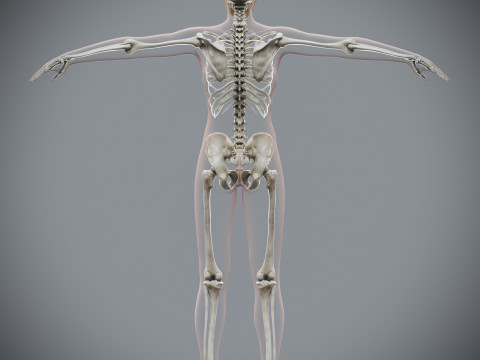 Human Female Skeletal Anatomy 3Dモデル